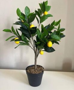 Lemon, Citrus Jambhiri - Live Plant