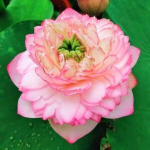 Lotus plant 